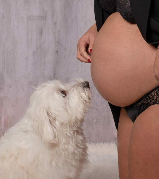 Petit chien face au ventre de sa maitresse enceinte -photographe de naissance-