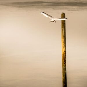 DEPART DE LA MOUETTE
