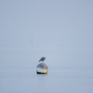 PAUSE DE LA MOUETTE