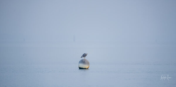 PAUSE DE LA MOUETTE