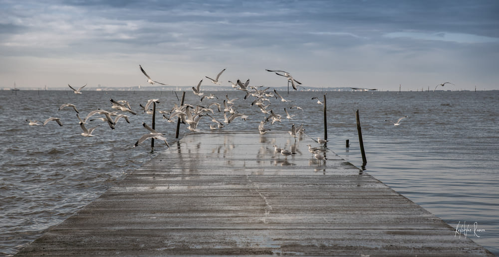 PHOTO VOL DE MOUETTE JETEE ARES KRYSTYNE RAMON TEMPS DE POSE